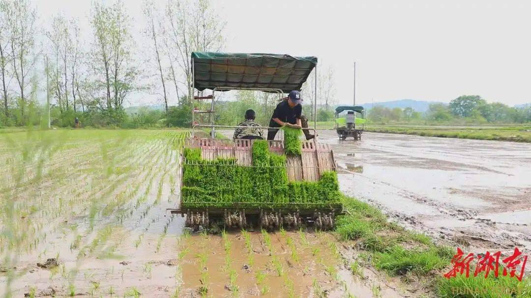 近年来茶陵县水稻耕种收综合机械化率超86%_种植_作业_早稻