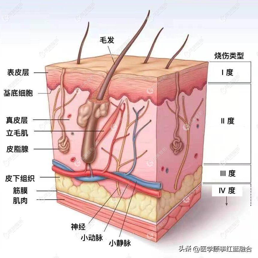 空间站怎么获得航天员皮肤三维图像-手持双光子显微镜技术