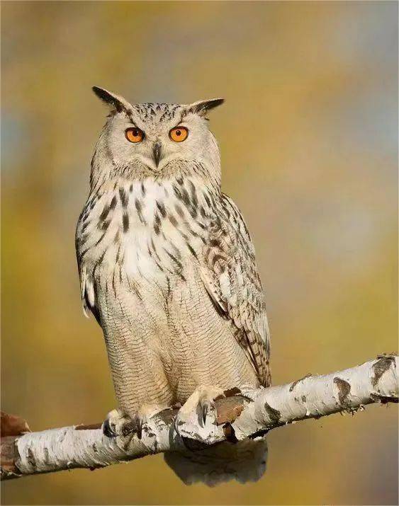 别被外表的"潦草萌"骗了,它可是霸气侧漏的"猫王"!_猛禽_分类_动物园