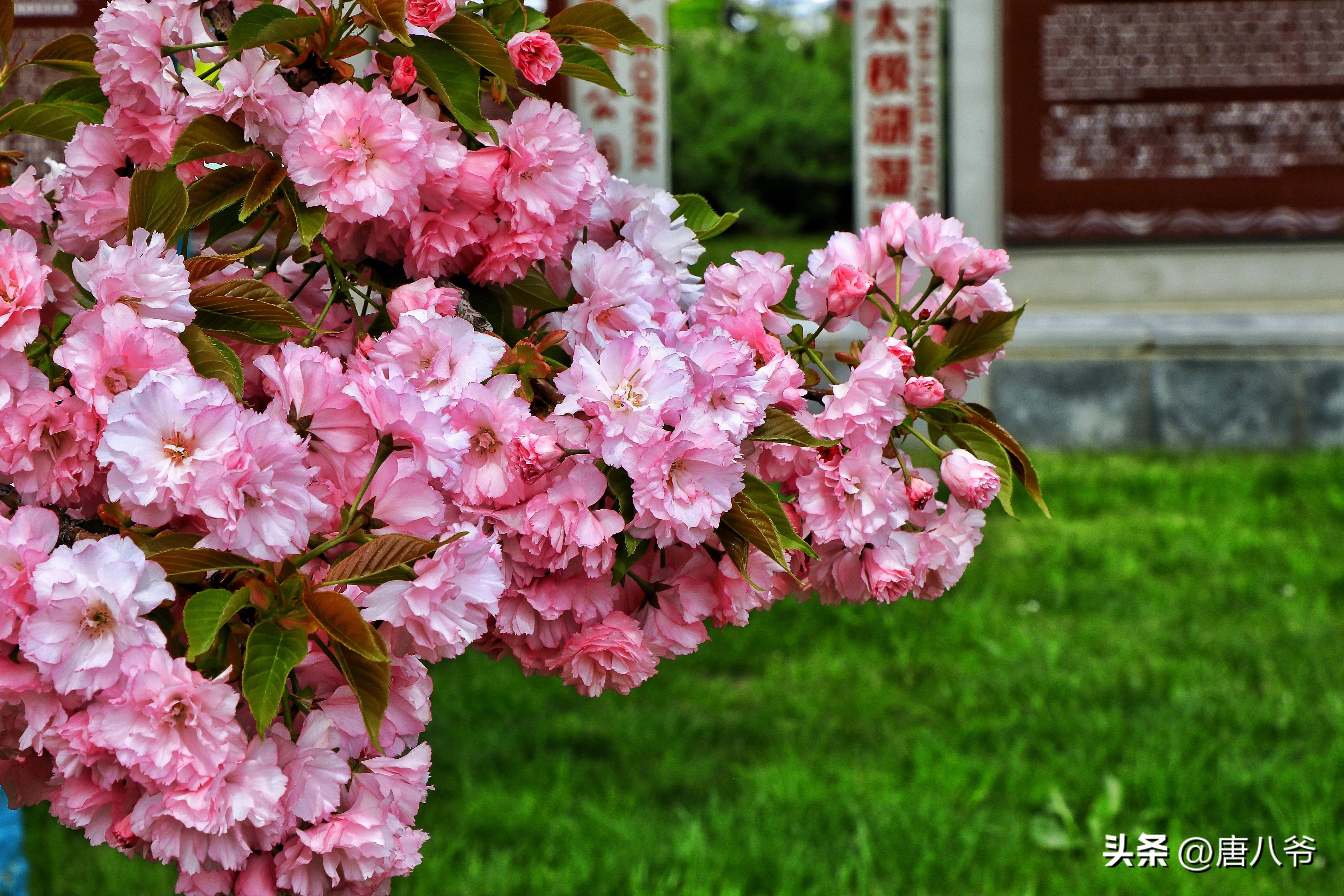 樱花绽放春意浓浓,枝头摇曳笑看春风