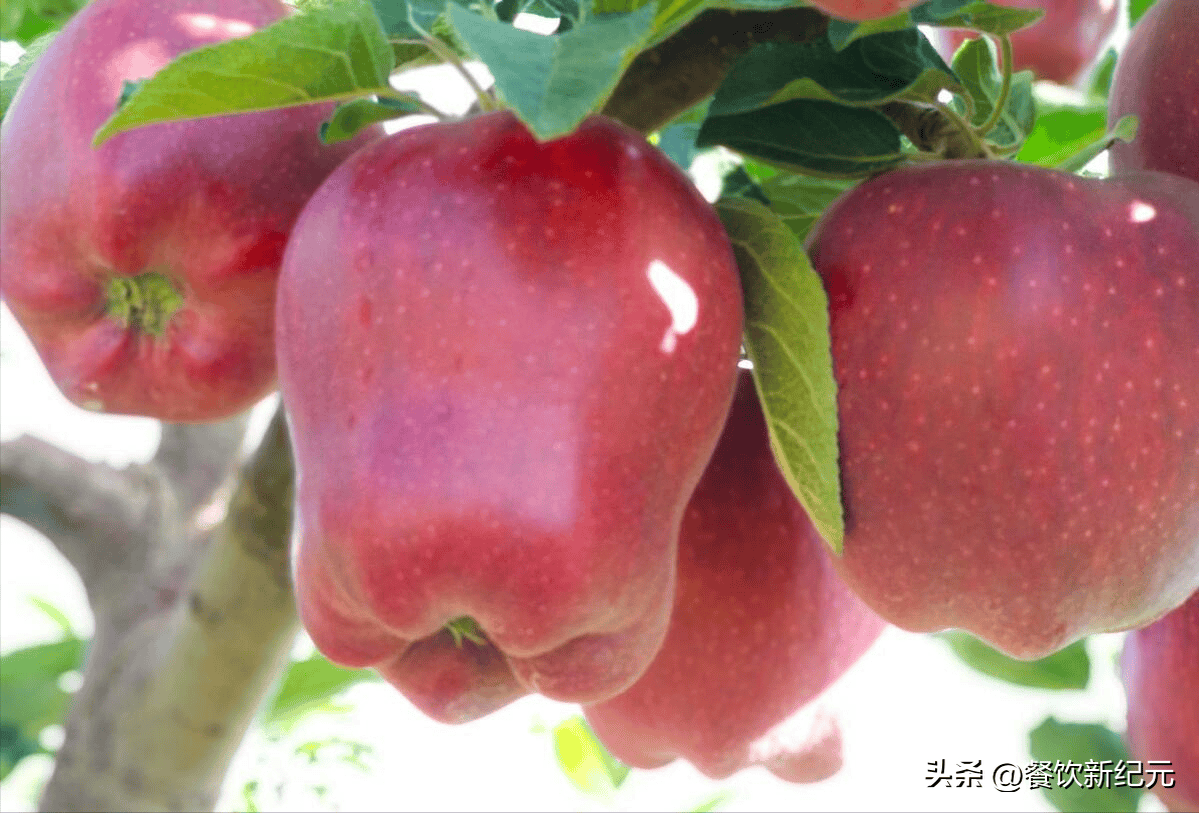 全国哪的苹果最好吃,经评比,这6个地方榜上有名,有你家乡吗