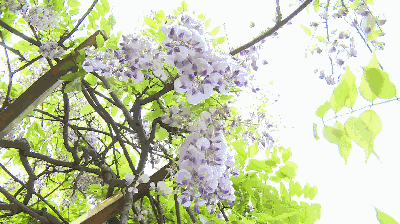 绿蔓秾阴紫袖低袁枚手植藤等你