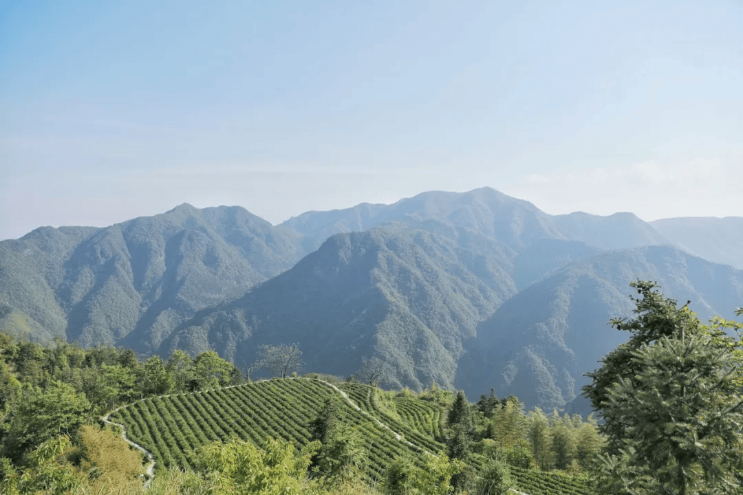 漫山遍野的芍药花正盛放!在黄岩,邂逅一场粉色浪漫