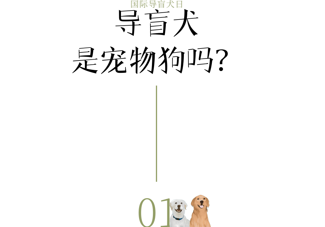 国际导盲犬日丨这十个关于导盲犬疑惑,或许你也想知道答案