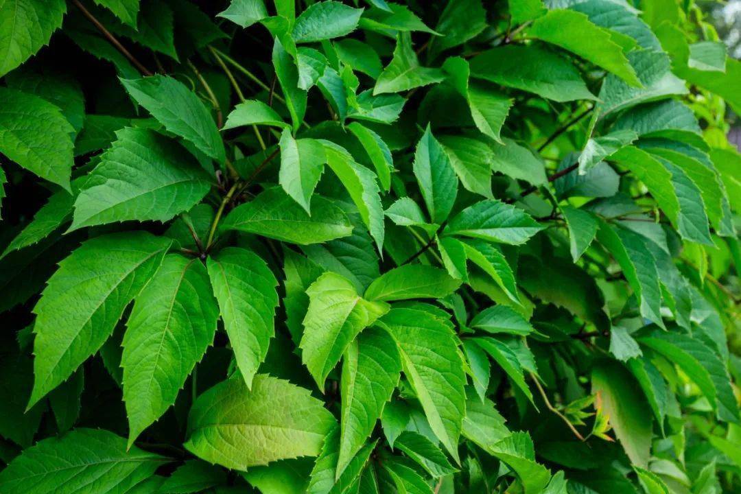 这些多彩藤蔓植物,随便一株就能爬满墙头,美翻十里八村!