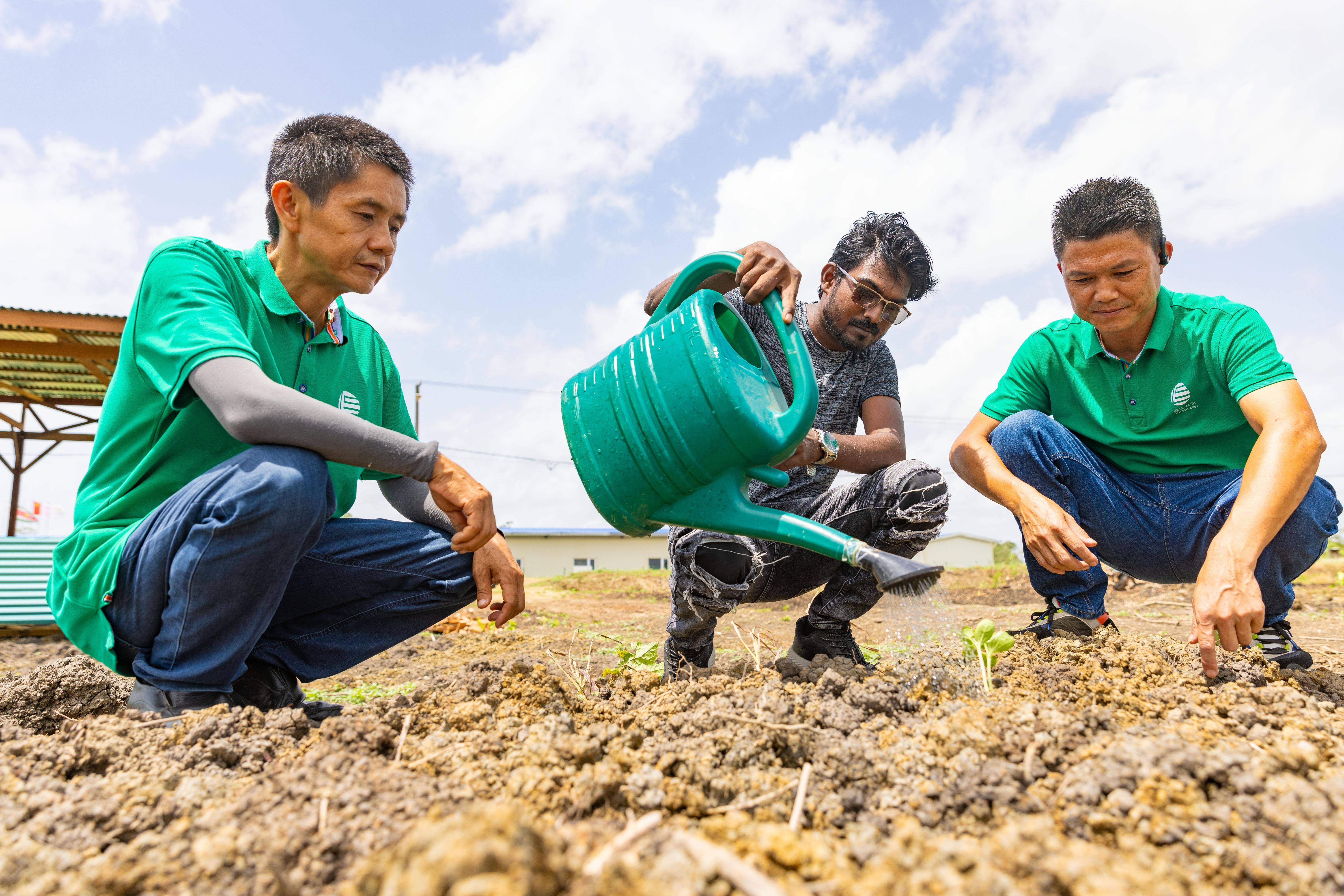 一带一路故事绘|授人以渔——中国农业技术助力苏里南农户增收致富