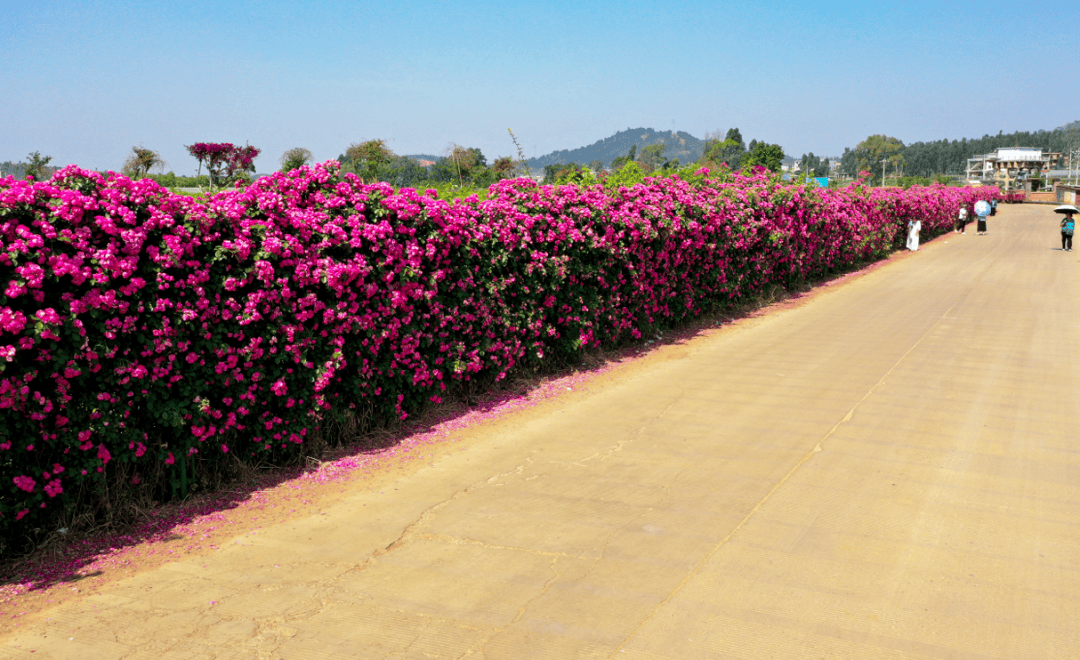 云南吉成园林科技股份有限公司阿乌村基地导航位于弥勒吉成园林景观