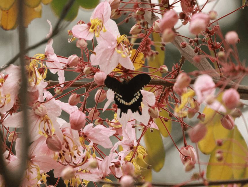 在越秀,20分钟公园效应是真的!