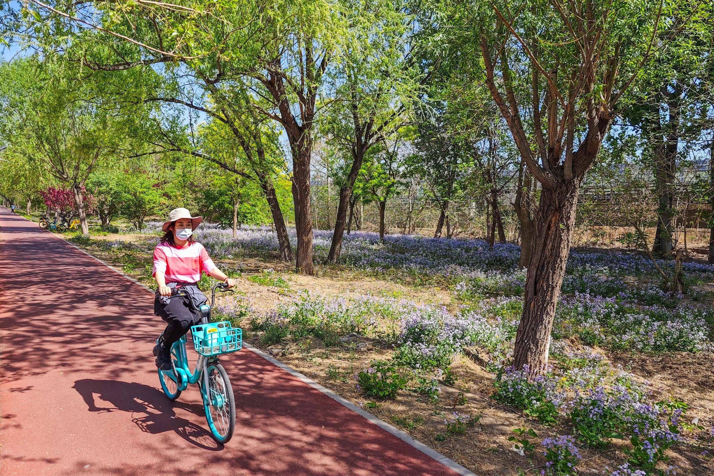 在北京体育大学东侧,自行车道穿过树林草地