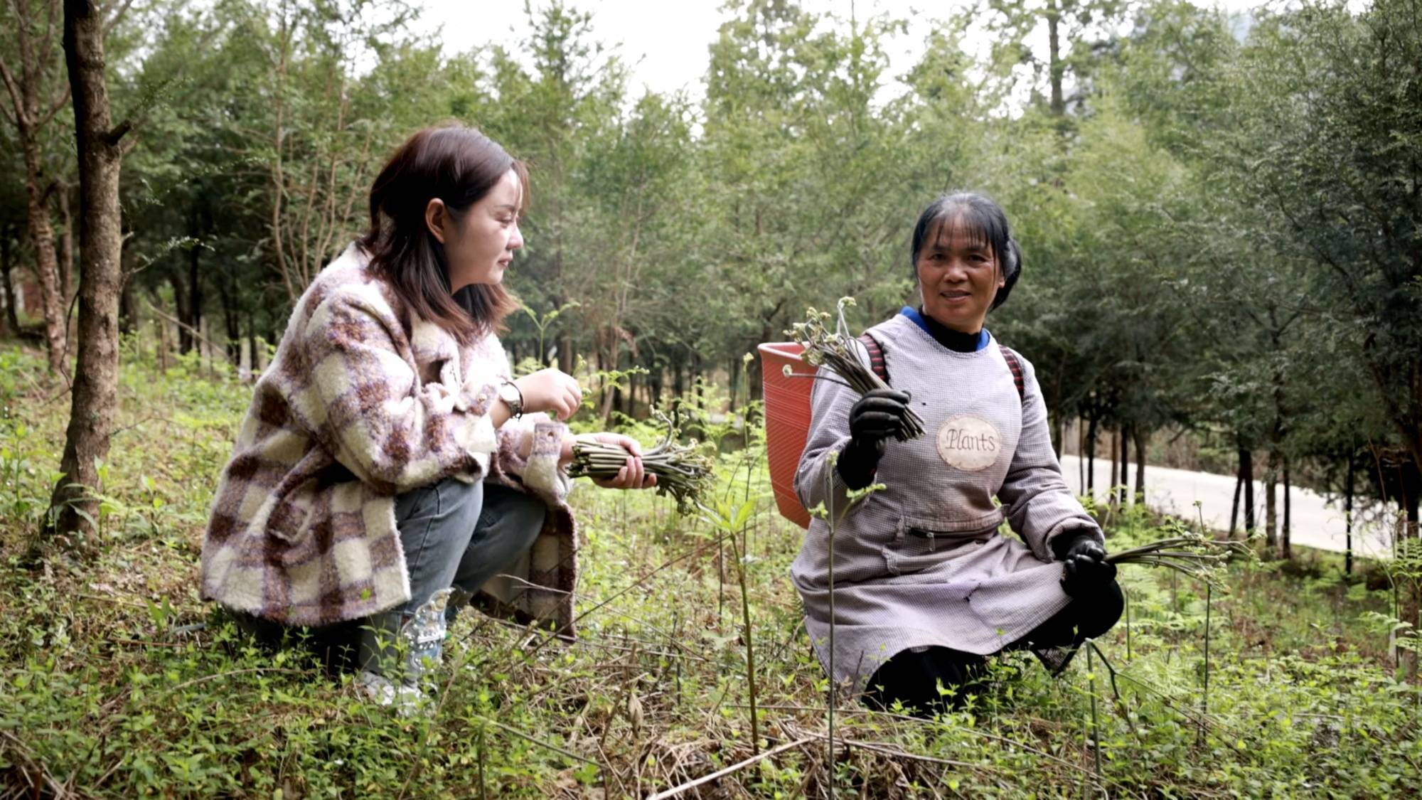 贵州麻江:蕨菜采收忙 加工提价值
