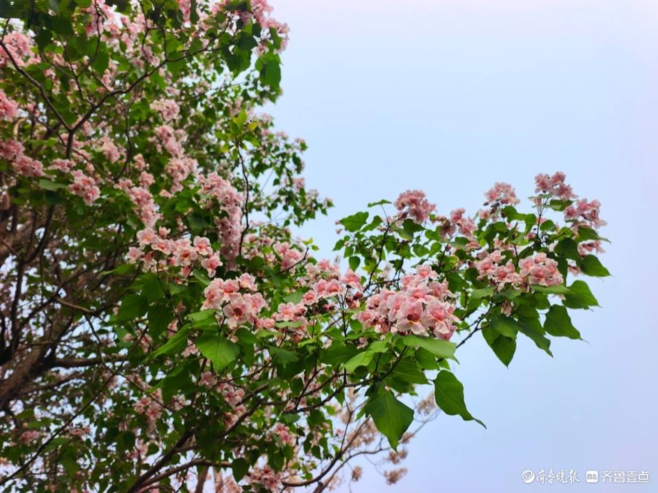 "百木之王"楸树,淡粉色花朵宛如撑开的花伞