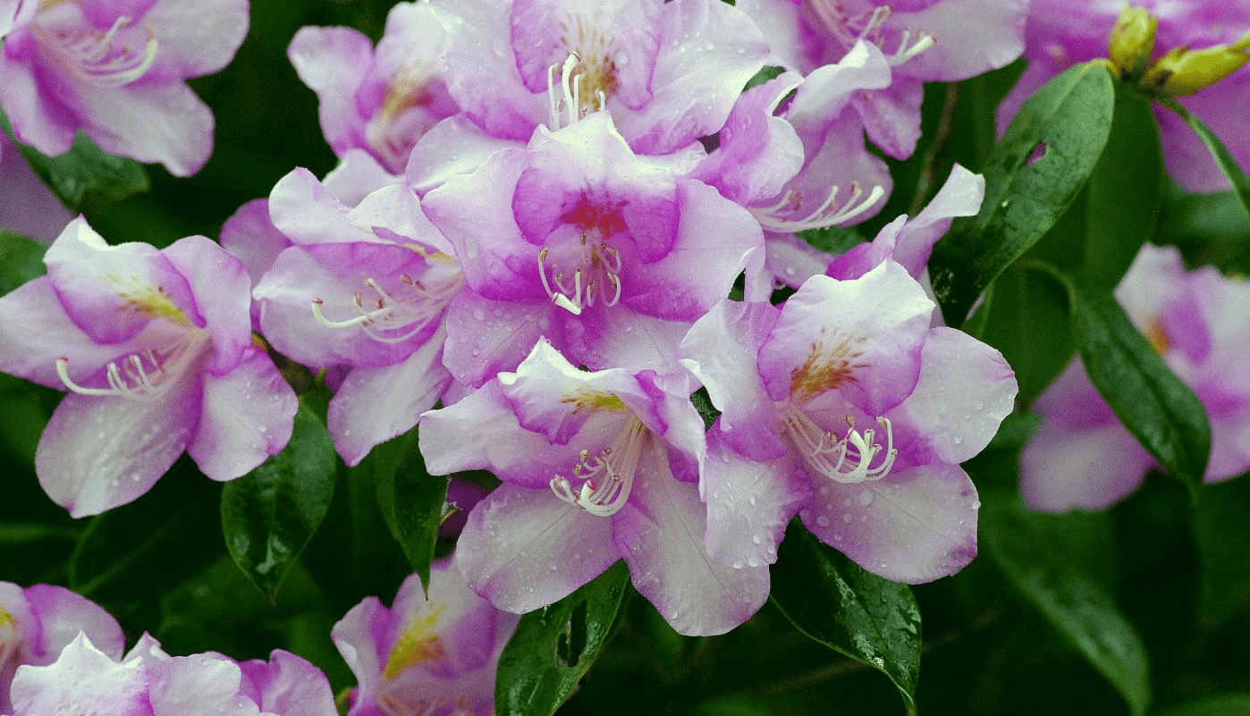 湖南新宁:高山杜鹃"盛装"扮靓瑶乡