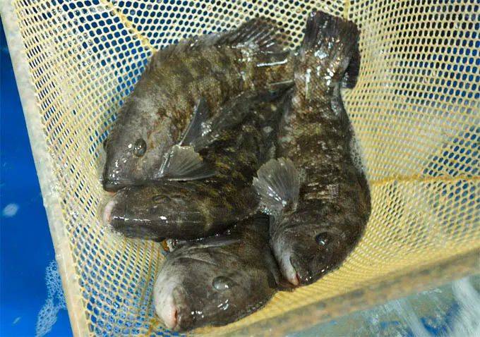 鲜活黑斑让美食家蠢蠢欲动鲜活的石斑鱼，这足以让美食家坐不住了。无论