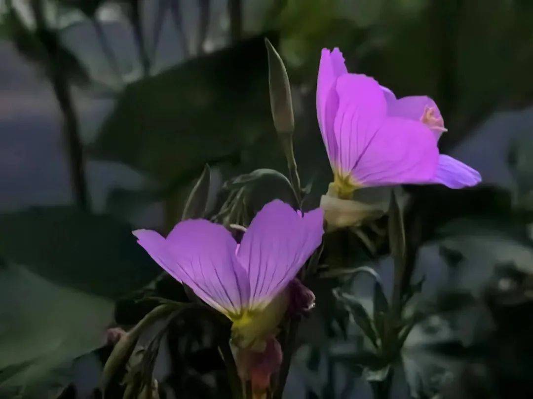 壁纸 花 桌面 1080_809