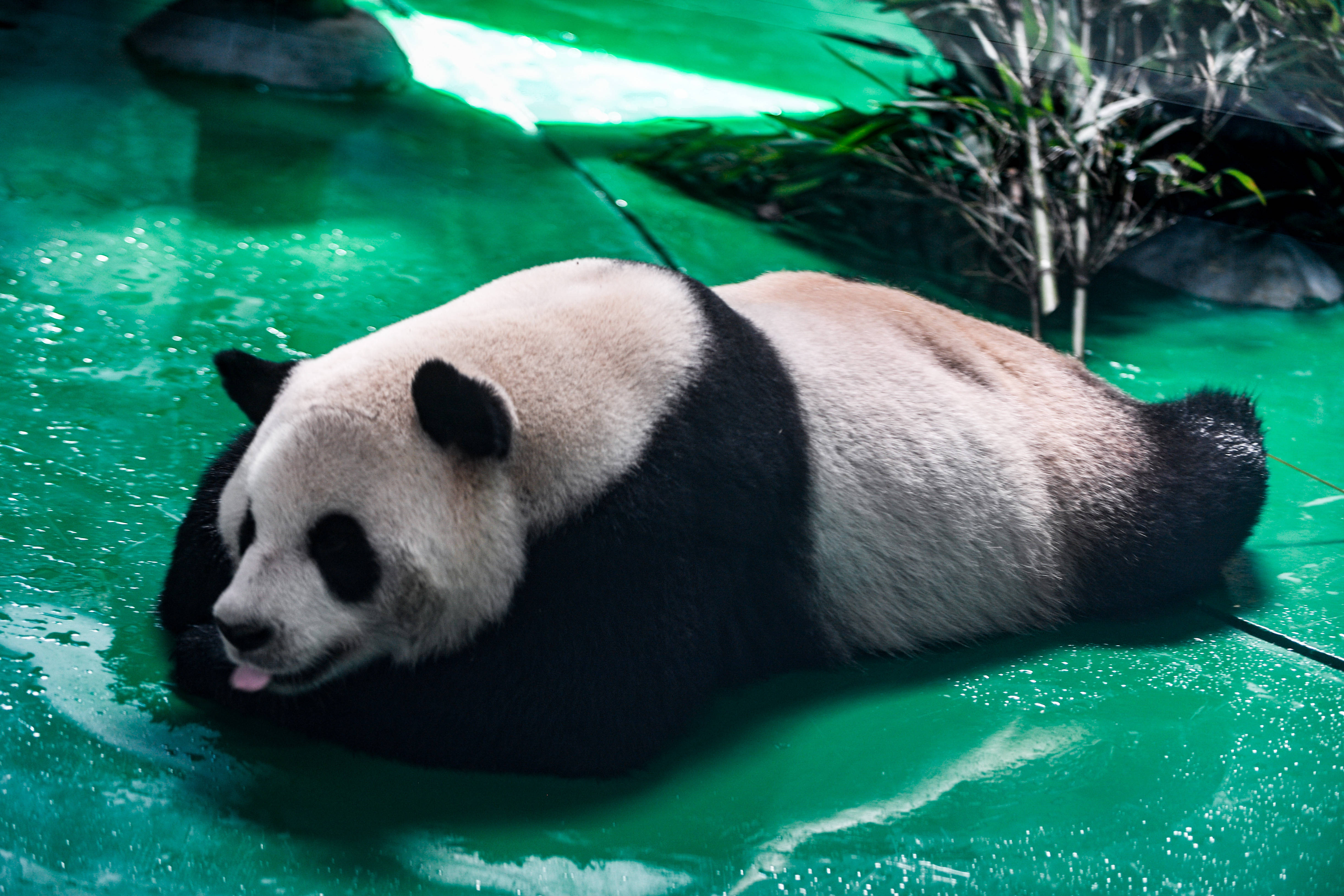 临沂动物园熊猫图片