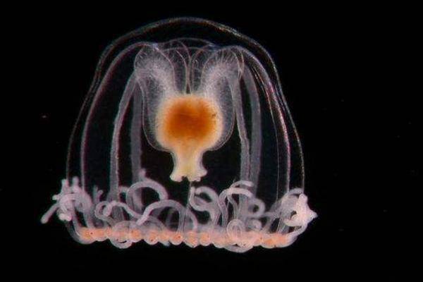 结果发现,灯塔水母在面对剧烈变化的环境条件时,的确可以从"水母型"