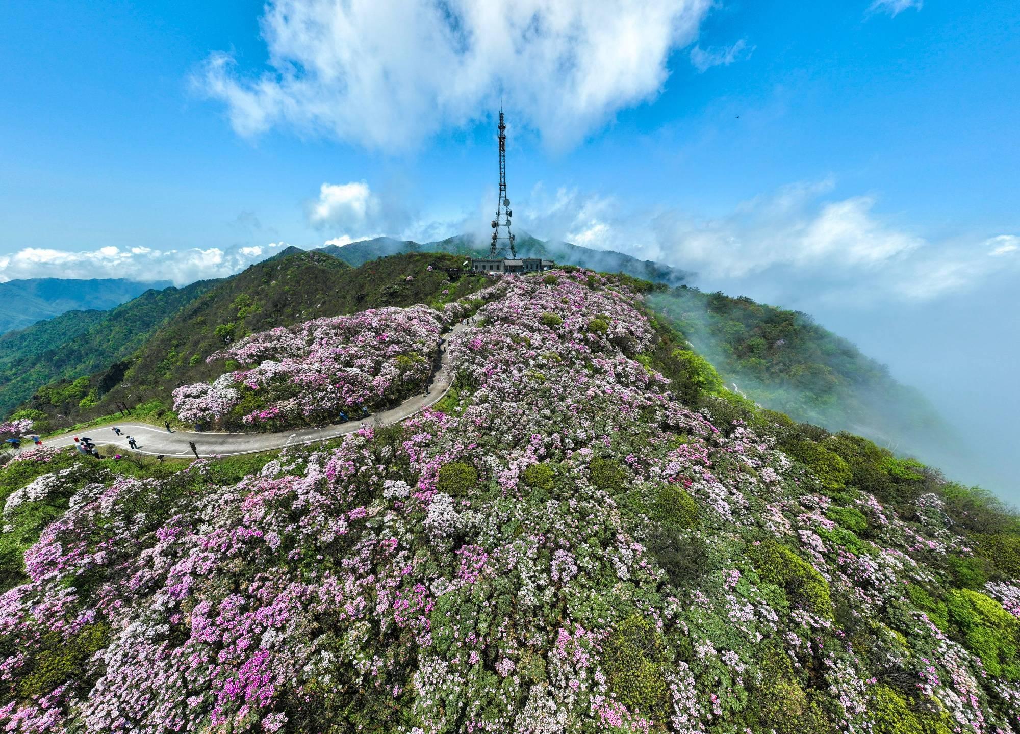 双牌阳明山杜鹃花图片