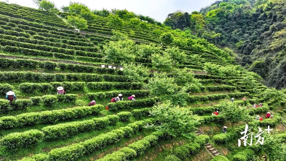 高德娱乐视觉｜绿叶变“金”叶茶著作看大埔(图1)