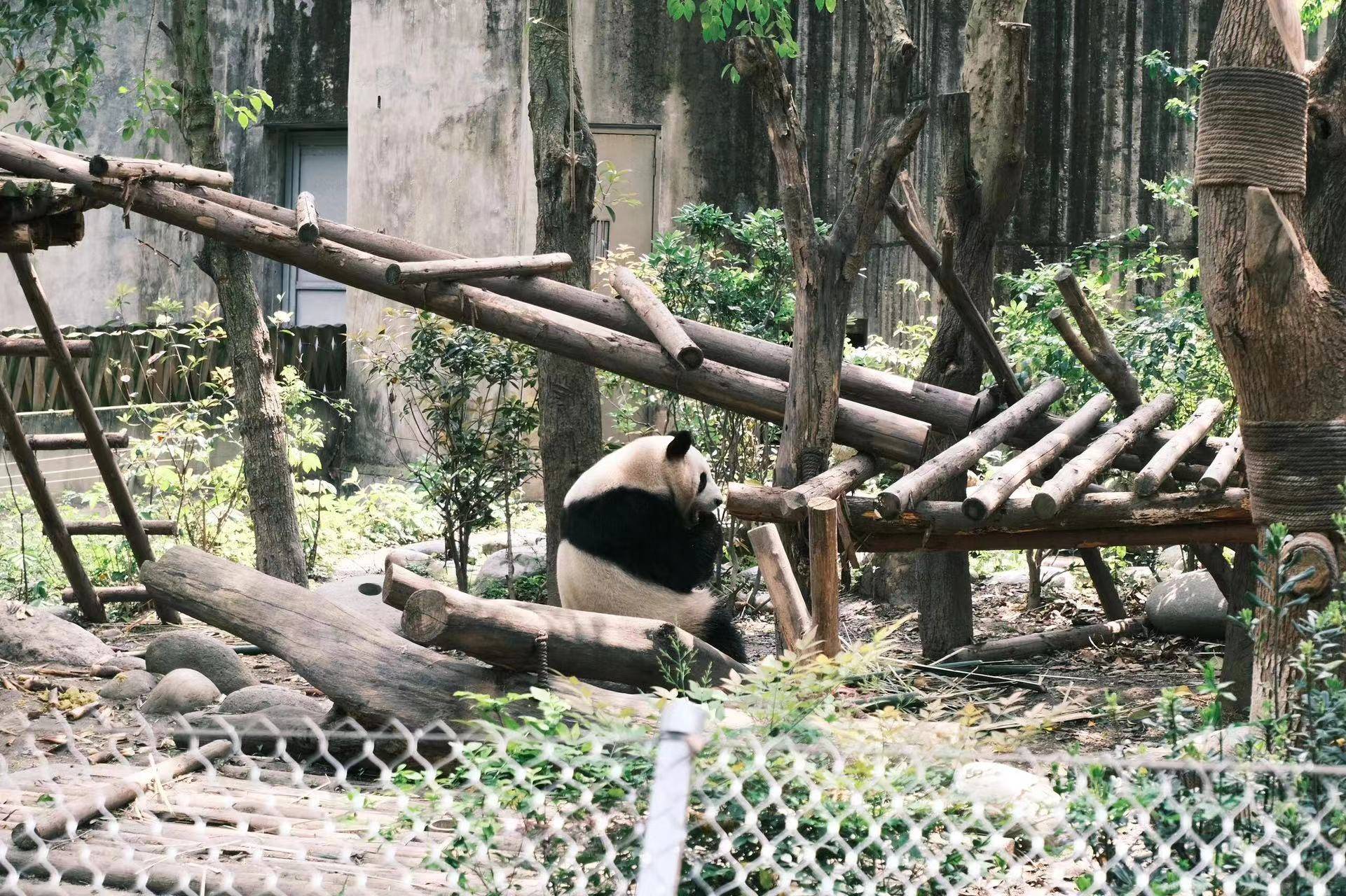 壁纸 大熊猫 动物 1921_1280