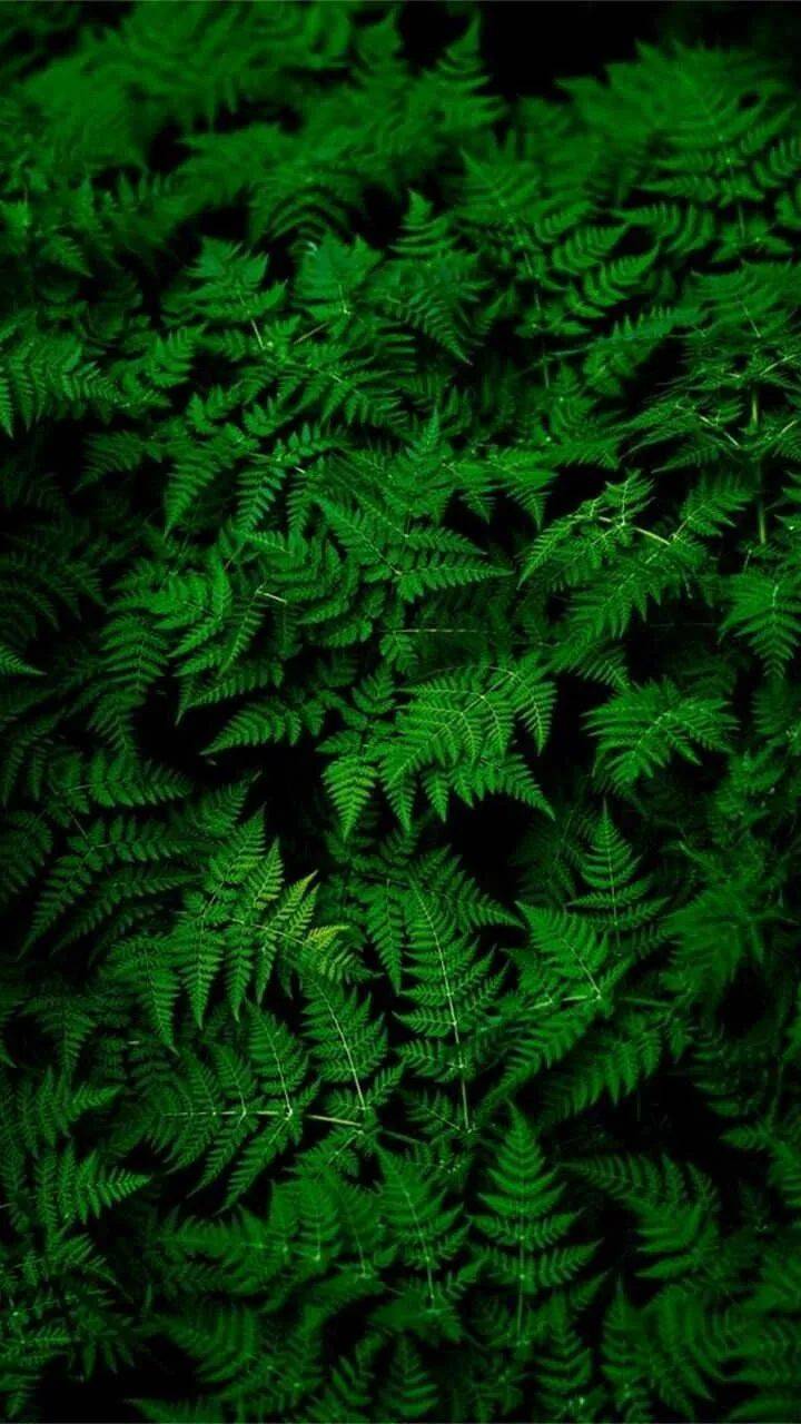 壁纸 植物 蕨类 720_1280 竖版 竖屏 手机