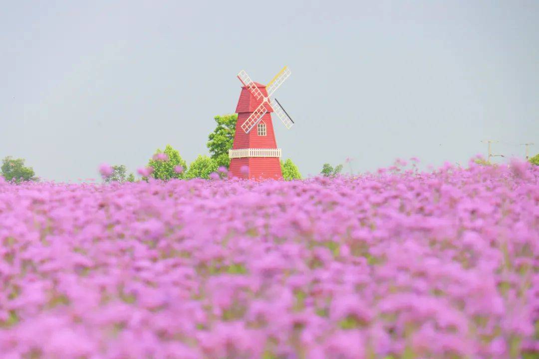 壁纸 花 桌面 1080_720