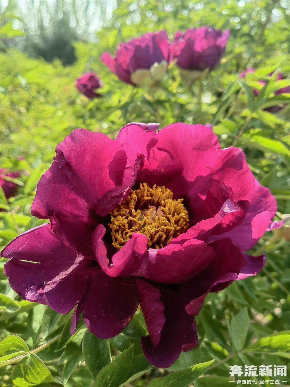 这个"五一",去甘肃临夏赏牡丹