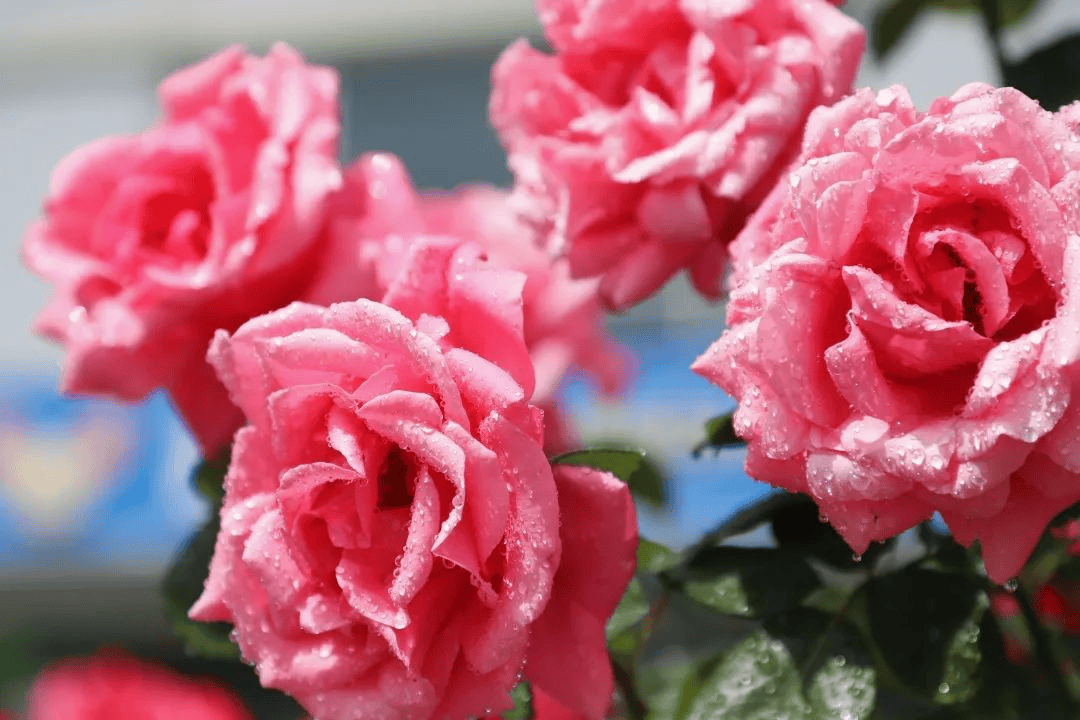 壁纸 花 桌面 1080_720