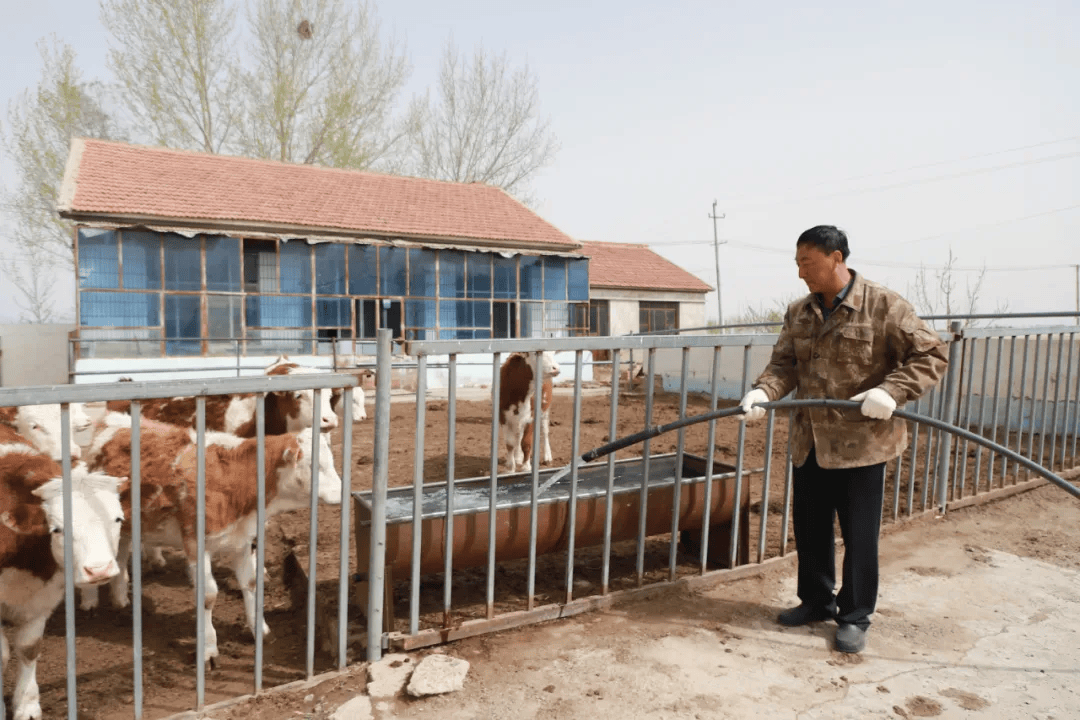 养牛带头人简要事迹(养牛带头人先进事迹材料)