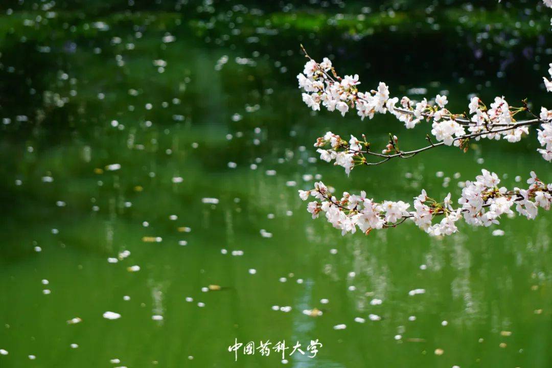 诗意浓春,花香满药苑