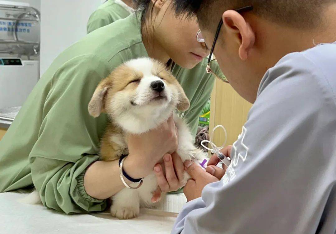 柯基宝宝去医院抽血，双眼一闭可爱哭，狗子：不看就不疼！