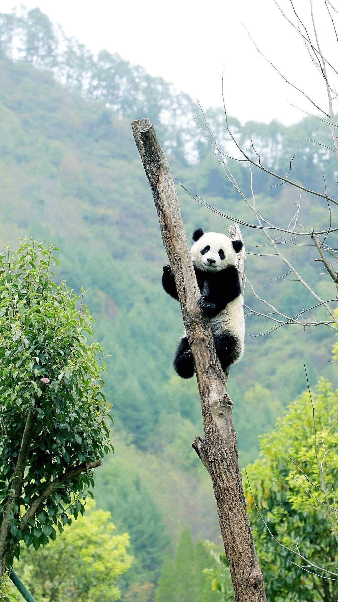 四川黄龙旅游好玩吗 ,必看攻略,必去景点费用路线建议全包含