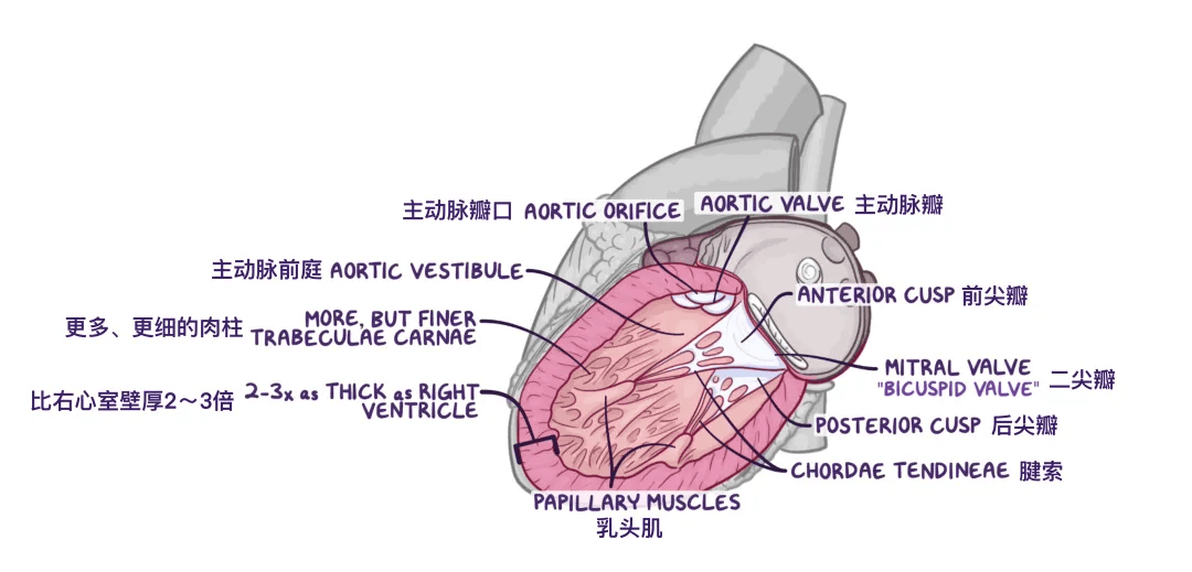 心脏半月瓣位置图片