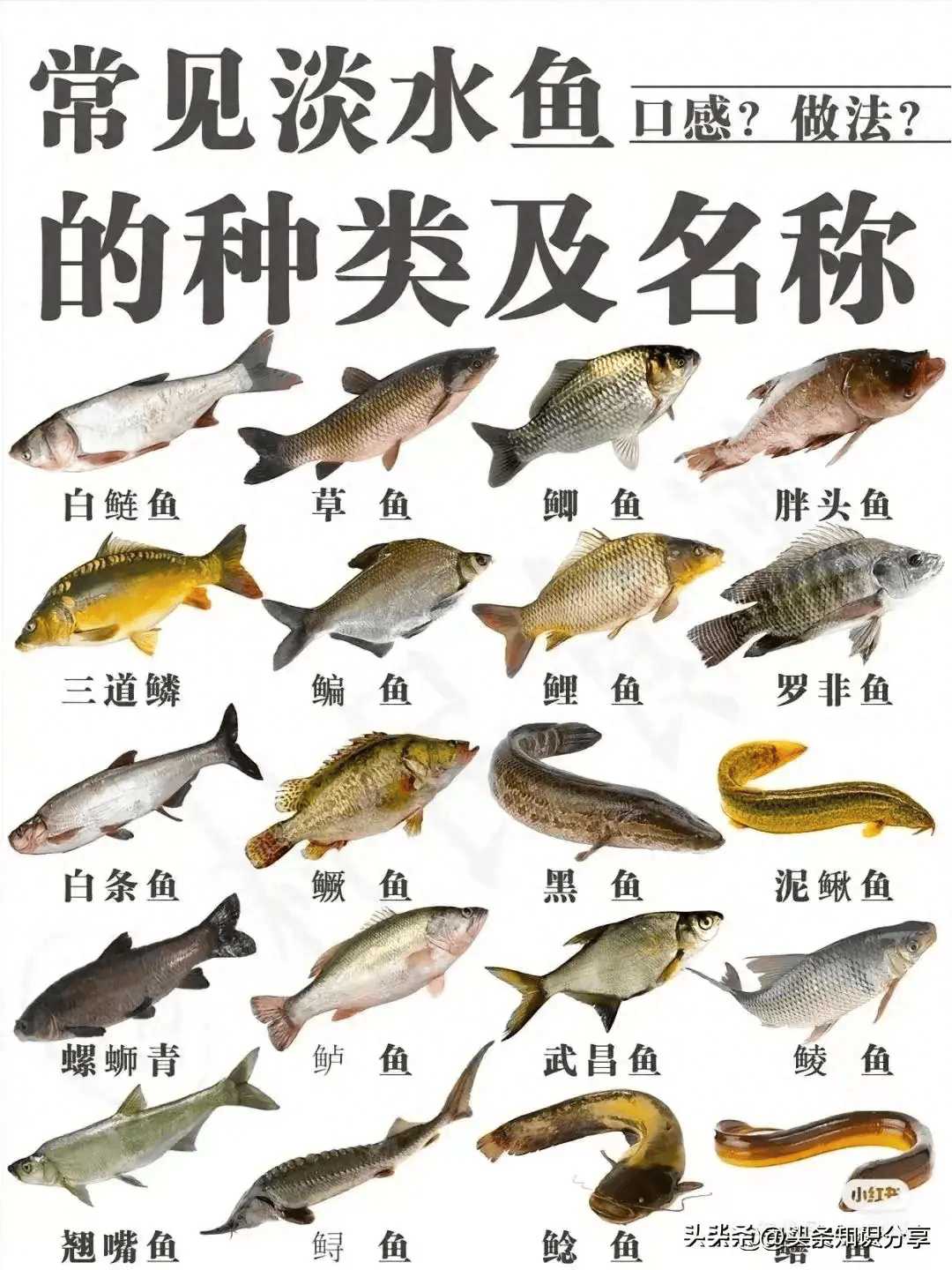 常见淡水鱼的种类名称及口感和最佳做法