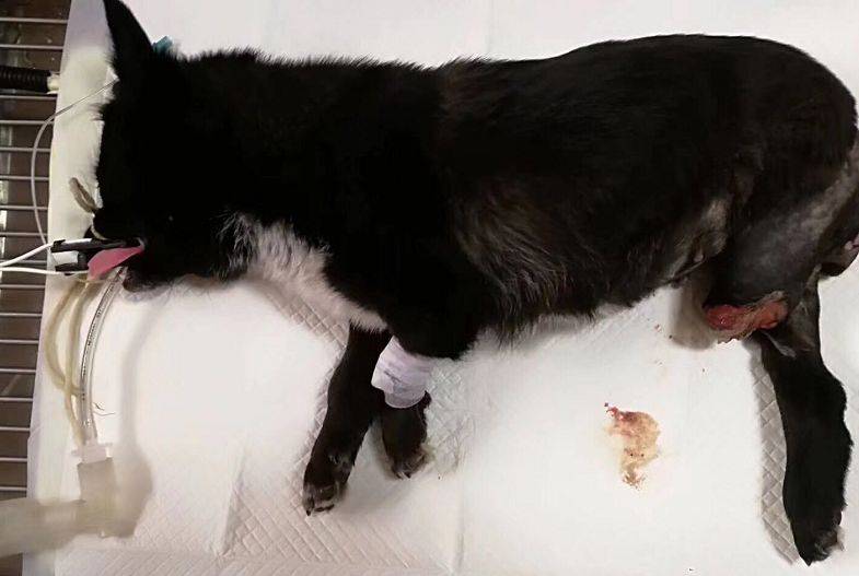 一个动作让人泪奔~ 被送去医院的时候 失去后腿的小狗