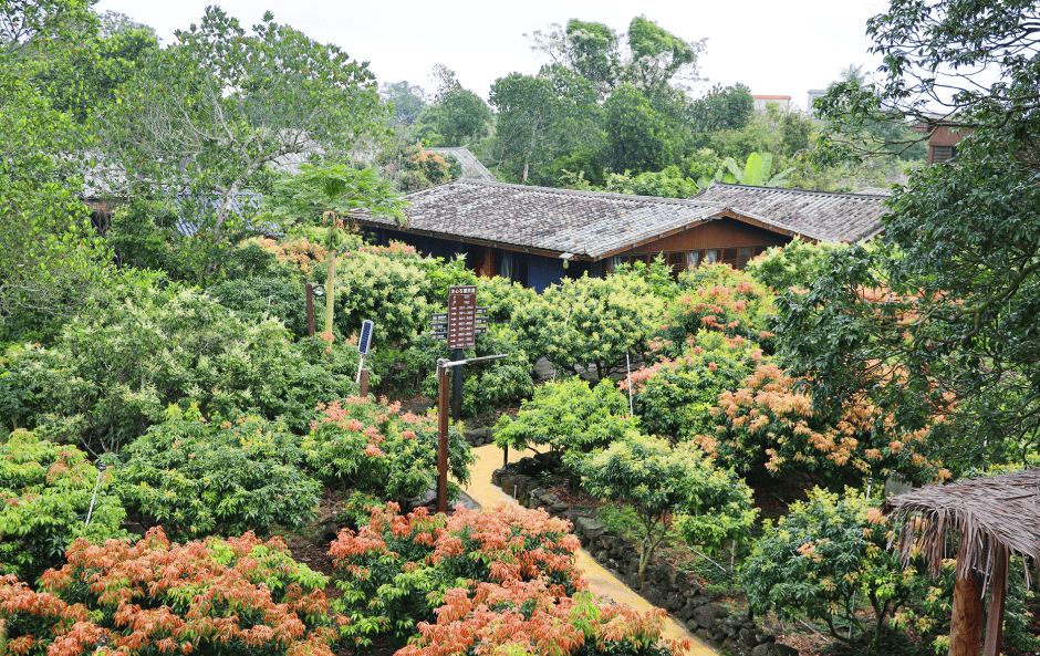 漫步于乡间小道还可以沿着高低起伏的荔枝公路骑行来荔枝花海芳香满怀