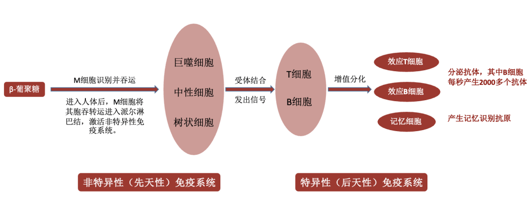 无损的达到肠道