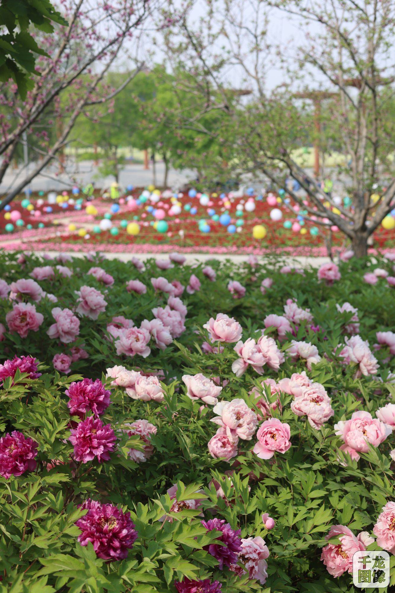 北京世园公园24000株牡丹盛放 万紫千红迎客来