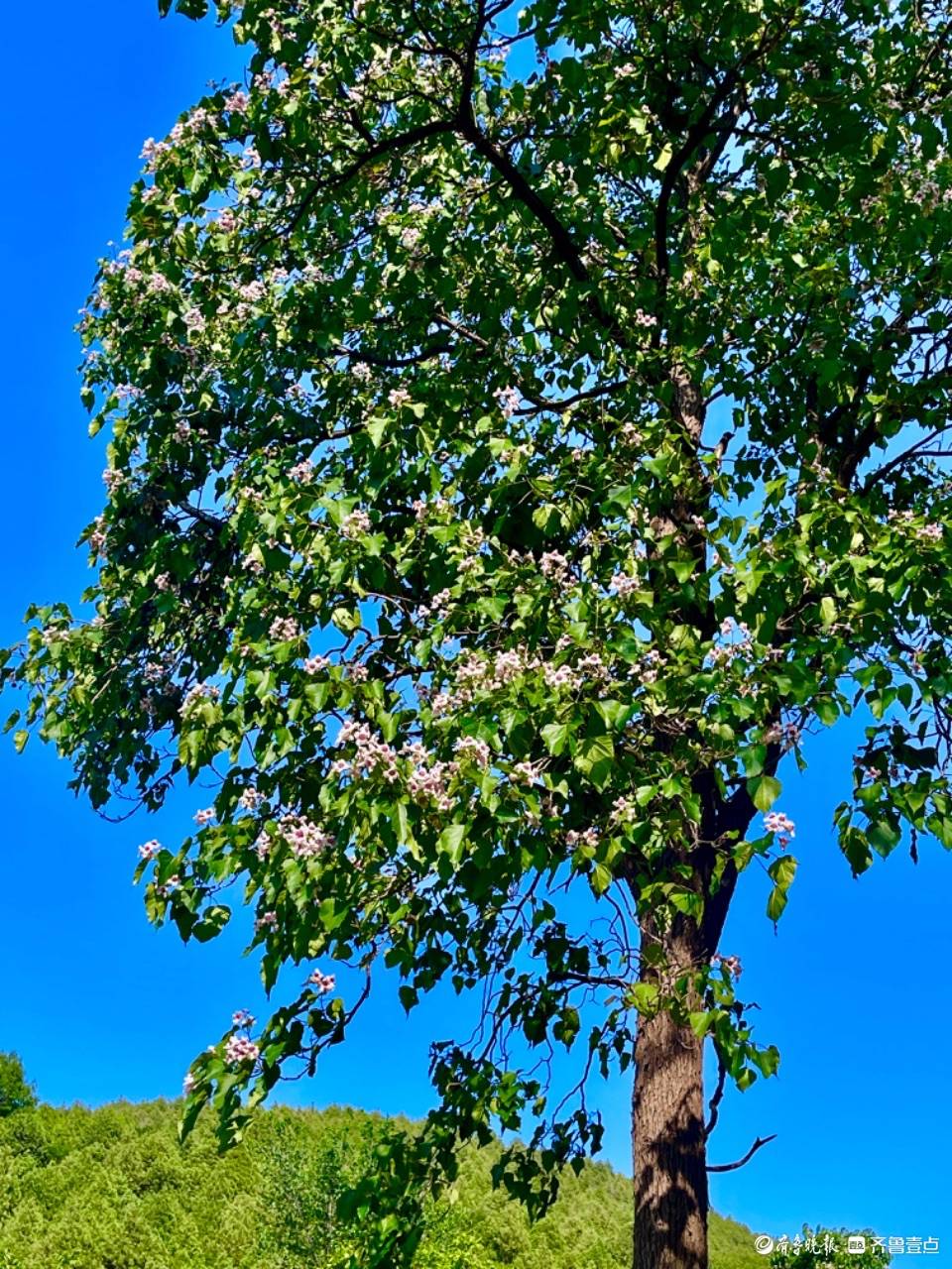 彩石捎近村的楸树,花开正艳