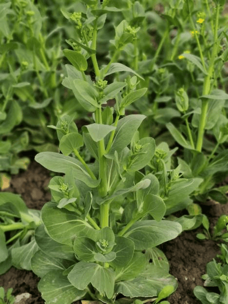 背景 壁纸 绿色 绿叶 树叶 植物 桌面 468_624 竖版 竖屏 手机