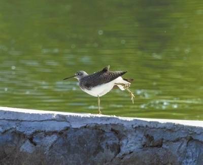 翠鸟,苍鹭,红喉姬鶲纷纷现身 莲花池公园成鸟类迁徙热门站点
