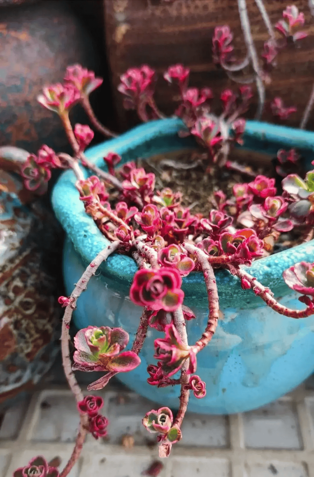 山东一29岁姑娘,因为"小球玫瑰太美"而走红,治愈又浪漫,爱了