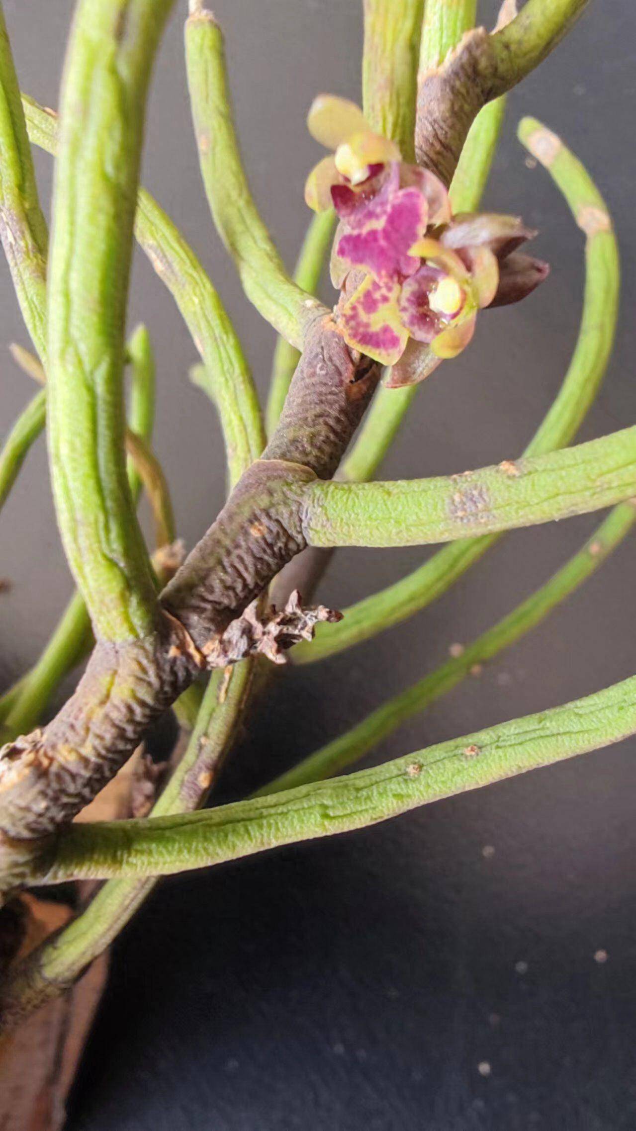 轿子山首次记录到兰科植物钗子股