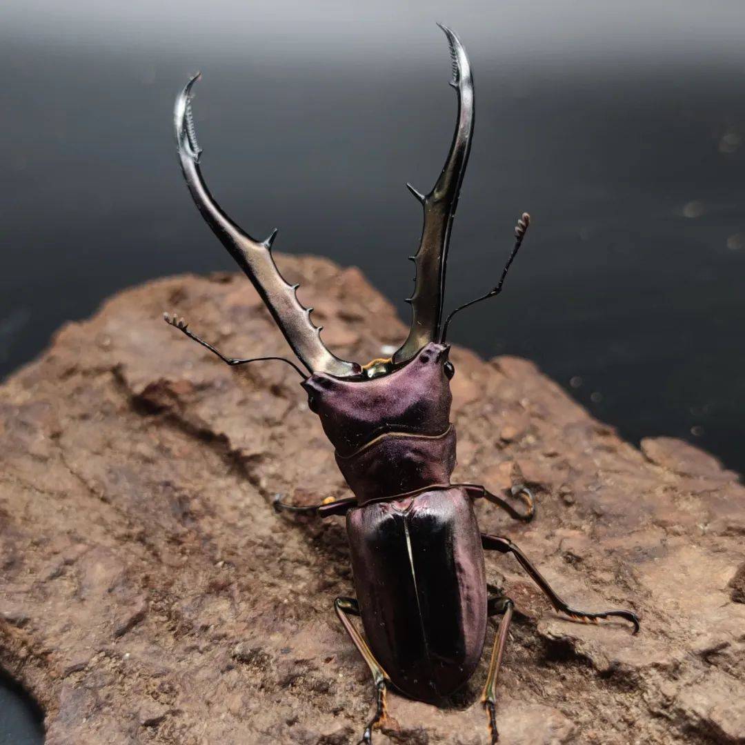 5.12 走进奇妙的昆虫世界丨甲虫王国探秘