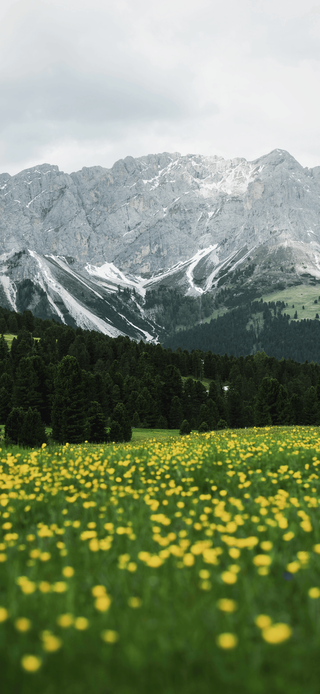 壁纸 草原 桌面 1080_2340 竖版 竖屏 手机