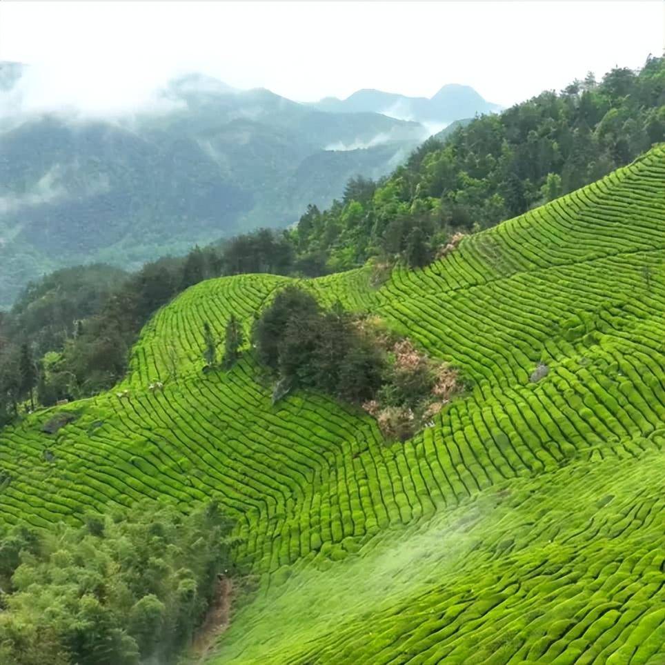 最美高山梯田茶园如锦似缎,蔚为壮观七里顶茶园有规则且线条优美绿油