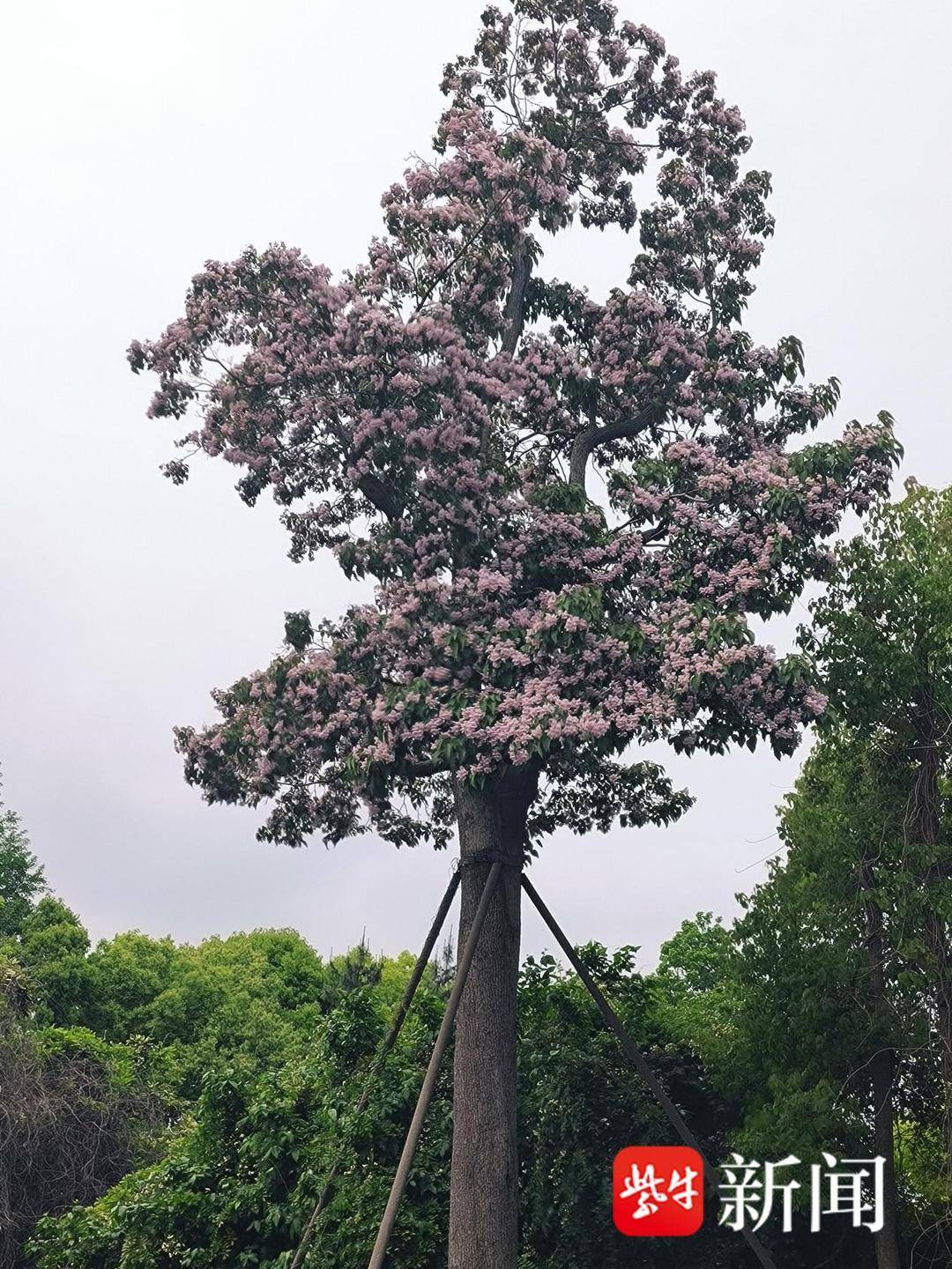 百年楸树,花开美景!常熟市支塘镇多措并举延续古树文脉