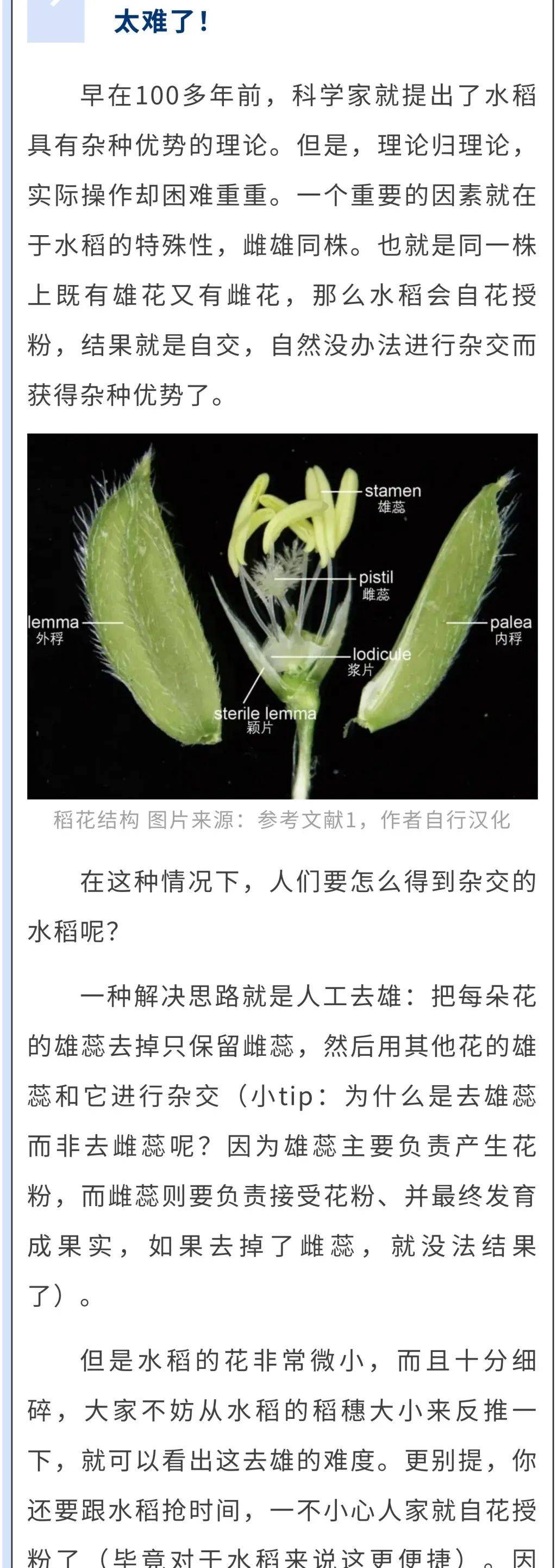 间谍窃取我国杂交水稻种子