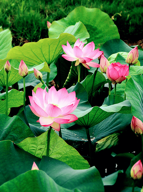 去寻找滁州现实版"桃跋勺"!