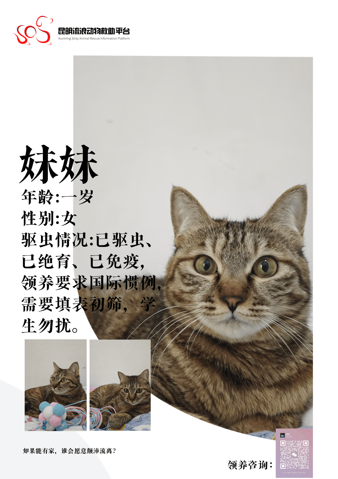 小猫的动物档案介绍图片