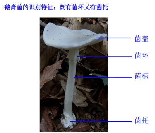 剧毒鹅膏菌是毒蘑菇中比较好识别和区分的,它同时具有菌盖,菌柄,菌环